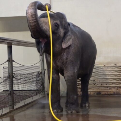 This elephant figured out how to use a hose to shower